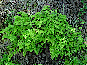 Adiantum capillus-veneris - Southern Maidenhair Fern Plant