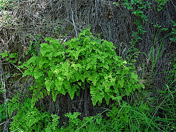 Adiantum capillus-veneris - Southern Maidenhair Fern environment.