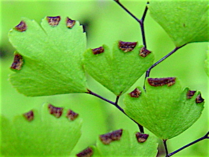 Adiantum capillus-veneris - Southern Maidenhair Fern spore cases