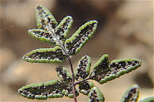 Argyrochosma dealbata - Powdery False Cloak Fern Sporangia