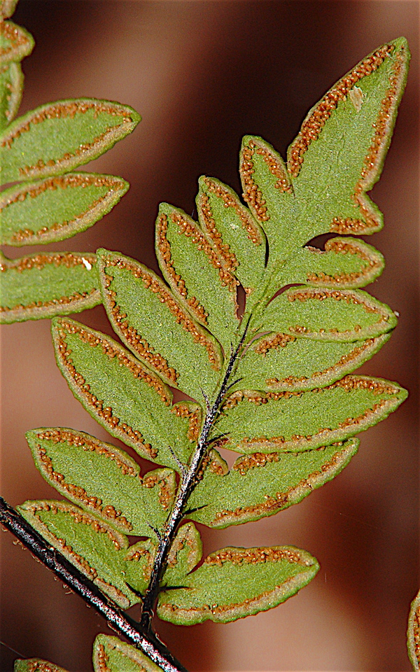 Alabama Lipfern - Cheilanthes alabamensis rachis and sori.