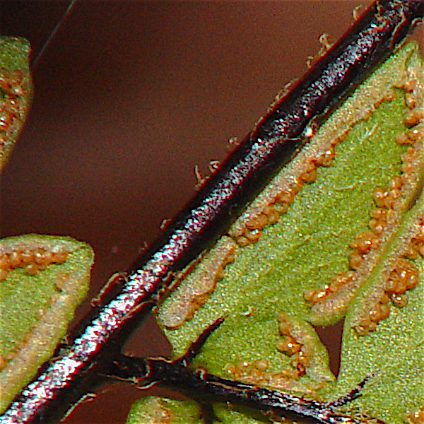 Alabama Lipfern - Cheilanthes alabamensis scales and rachis