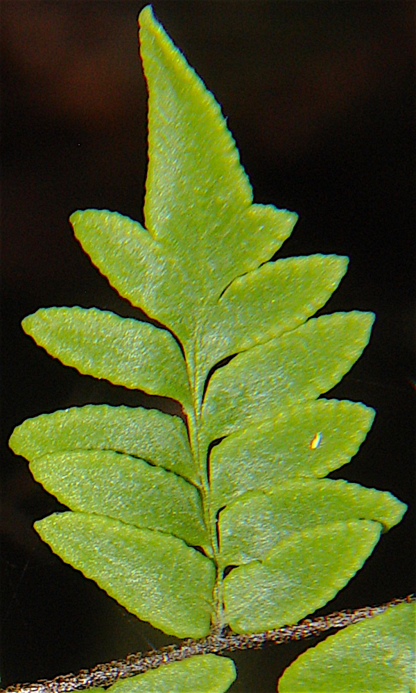 Alabama Lipfern - Cheilanthes alabamensis frond upper surface.
