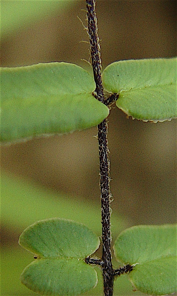 Purple-stem Cliffbrake - Pellaea atropurpurea rachis and scales.