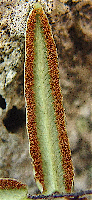 Pellaea atropurpurea - Purple-stem Cliffbrake, Purple Cliffbrake Sporangia