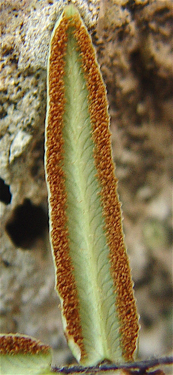 Purple-stem Cliffbrake - Pellaea atropurpurea sporangia.