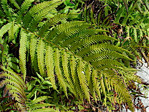 Thelypteris kunthii - Wood fern, River fern, Southern Shield Fern, Kunth's Maiden Fern Frond