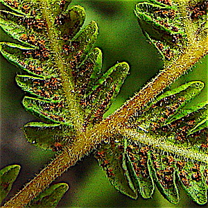Thelypteris kunthii - Wood fern, River fern, Southern Shield Fern, Kunth's Maiden Fern Spores