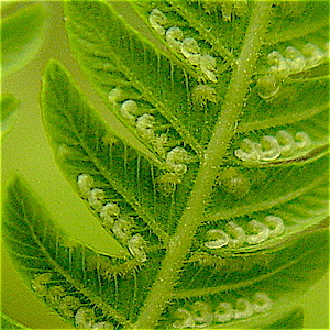 Thelypteris ovata var. lindheimeri - Lindheimer's Marsh Fern, Lindheimer's Maiden Fern Sporangia