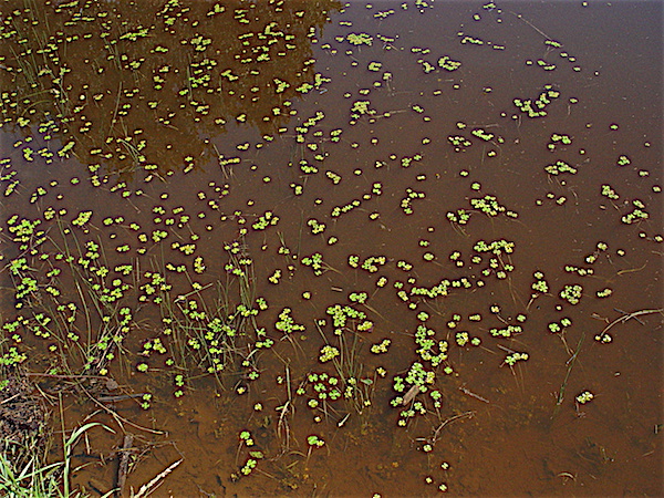 Marsilea vestita - Hairy Water Clover on pond.