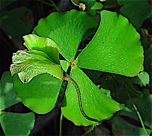 Marsilea vestita - Hairy Water Clover (Fern) Leaflets