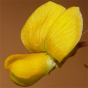 Rhynchosia senna texana - Texas Snoutbeam