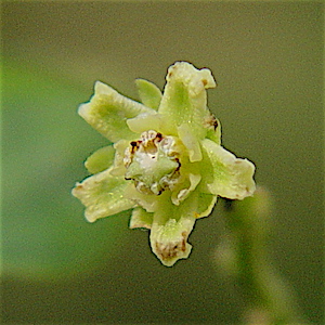 Cynanchum racemosum var. unifarium - Talayote