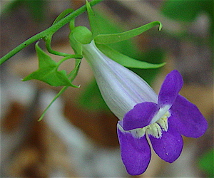 Maurandya antirrhiniflora - Snapdragon