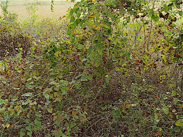 Catbrier - Smilax bona-nox vines in full shade.
