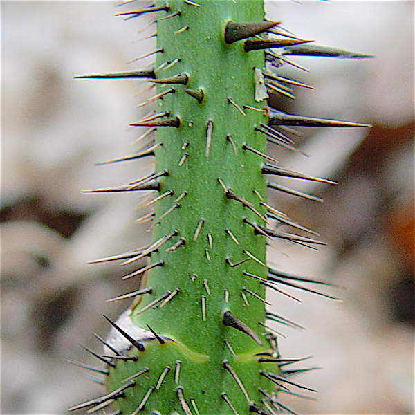 Bristly Greenbrier - Smilax tamnoides basal stem dense prickles.