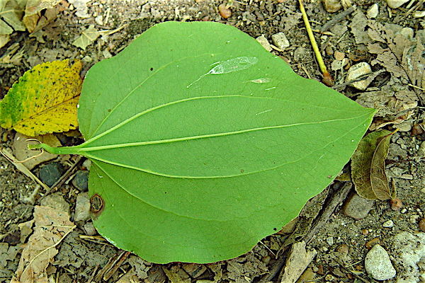 Bristly Greenbrier - Smilax tamnoides leaf bottom surface