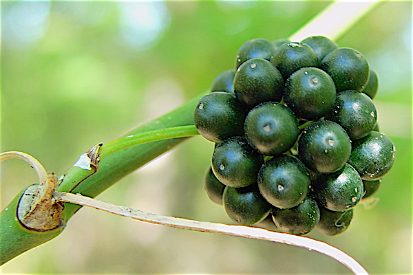 Bristly Greenbrier - Smilax tamnoides drupe