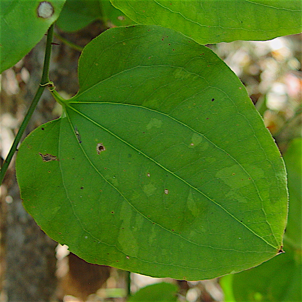 Bristly Greenbrier - Smilax tamnoides leaf upper surface, petiole, node and prickle.