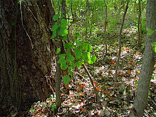 Bristly Greenbrier - Smilax tamnoides climbing vines in deep shade.