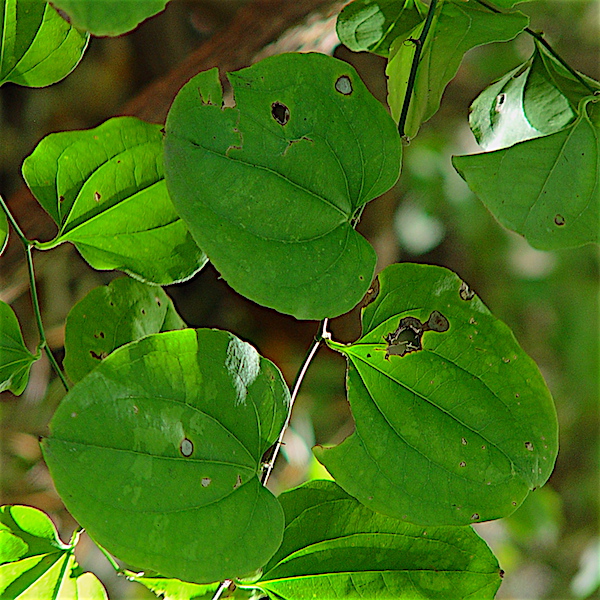Bristly Greenbrier - Smilax tamnoides alternating leaves.