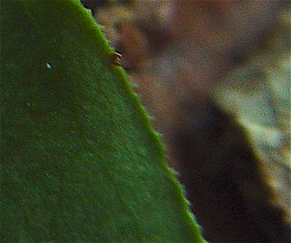 Bristly Greenbrier - Smilax tamnoides leaf margin prickles.