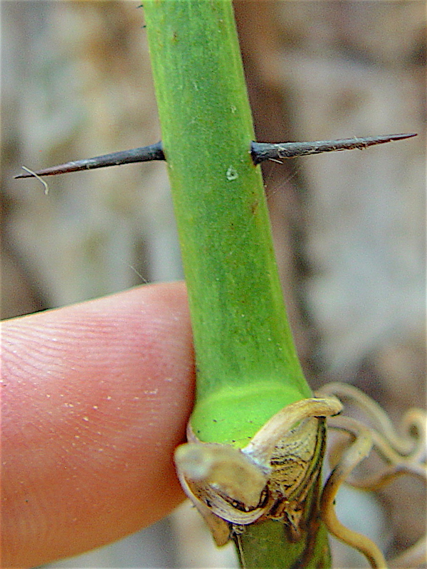 Bristly Greenbrier - Smilax tamnoides upper stem section.