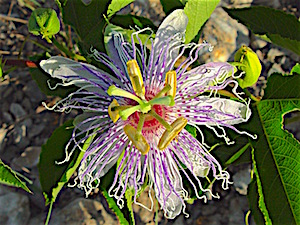 Passiflora incarnata - Blue Passionflower