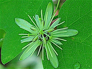 Passiflora lutea - Yellow Passionflower
