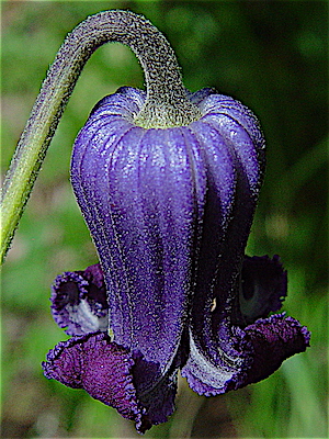 Clematis pitcheri - Purple Leatherflower