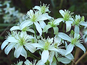 Clematis terniflora - Sweet Autumn Clematis