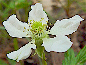 Rubus trivialis - Southern Dewberry