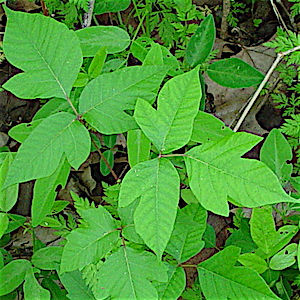 Toxicodendron radicans verrucosum - Poison Ivy