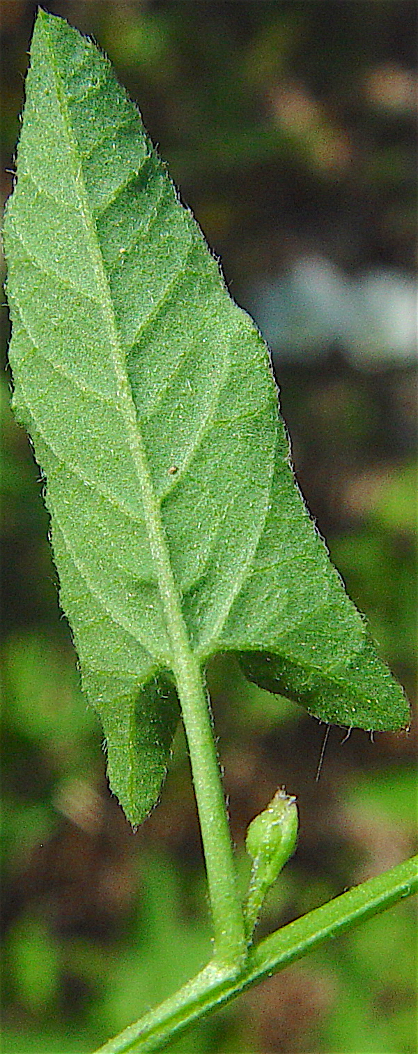 Field Bindweed - Convolvulus arvensis hirsute leaf bottom surface, petiole, stem and node.