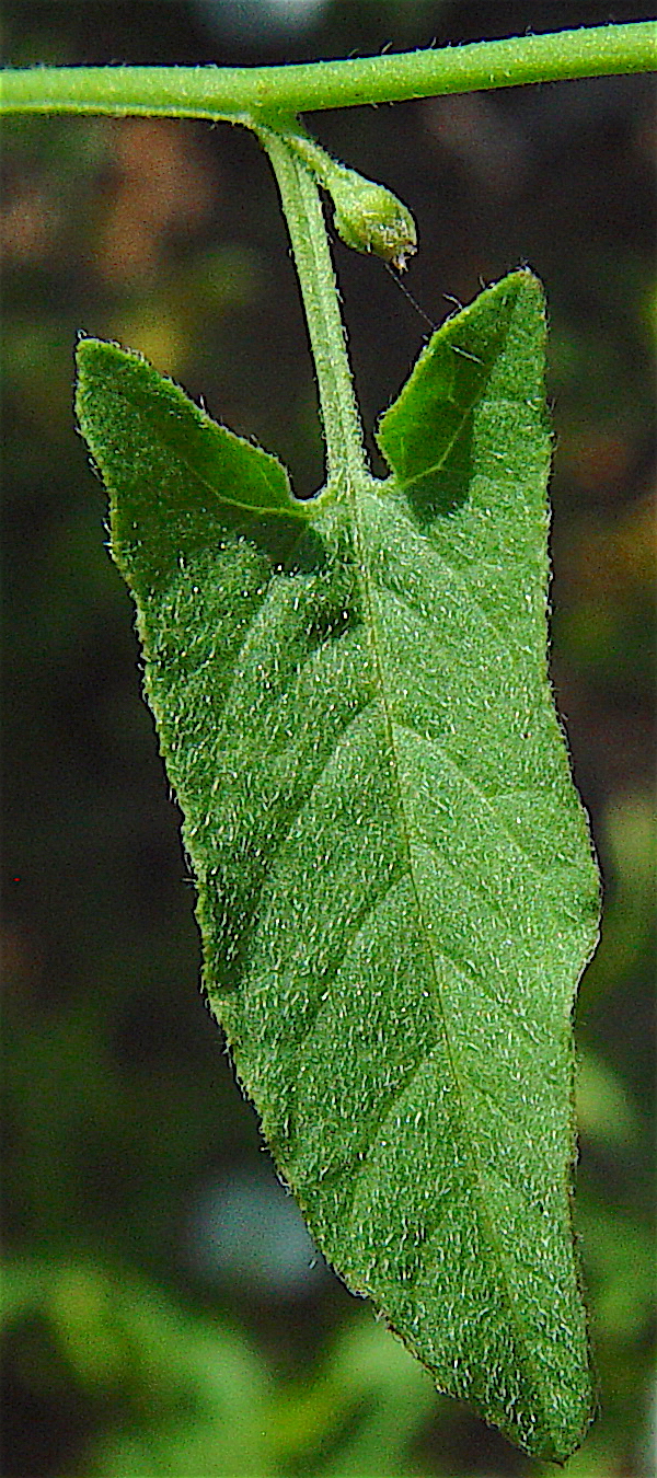 Field Bindweed - Convolvulus arvensis leaf upper surface, petiole, stem and node