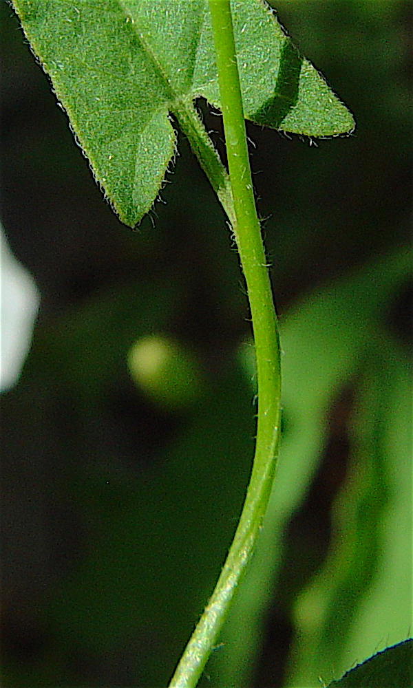 Field Bindweed - Convolvulus arvensis round stem with sparse fine hairs.
