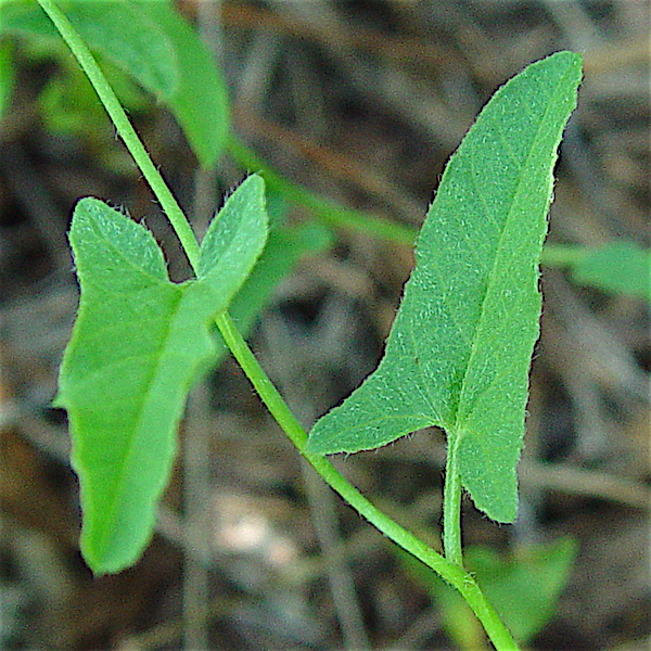 Field Bindweed - Convolvulus arvensis vine showing the alternating leaves.