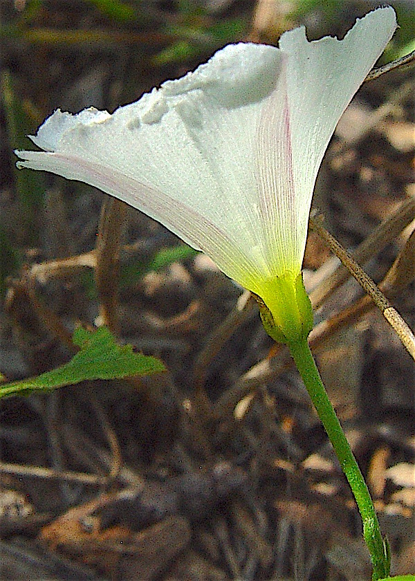 Field Bindweed - Convolvulus arvensis side view of a flower showing the small calyx.