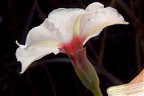 Texas Bindweed - Convolvulus equitans flower, side view with sepals.