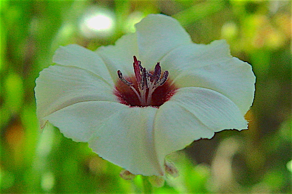 Texas Bindweed - Convolvulus equitans flower front view.