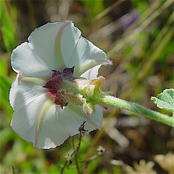 Texas Bindweed - Convolvulus equitans flower sepals.