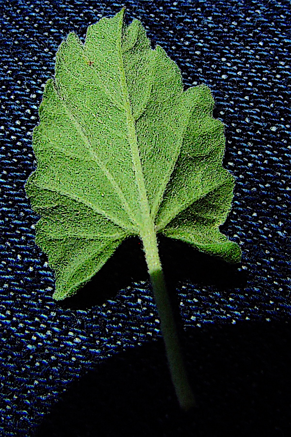 Texas Bindweed - Convolvulus equitans leaf underside.