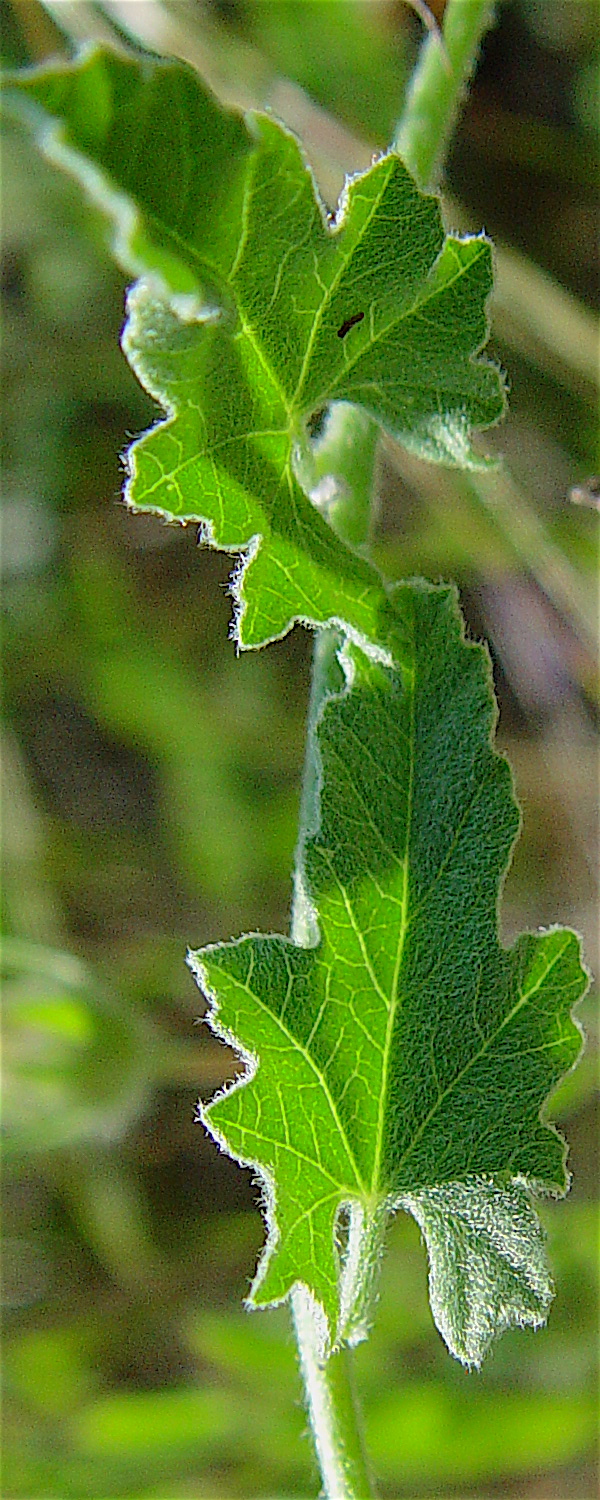 Texas Bindweed - Convolvulus equitans alternating mature leaves.