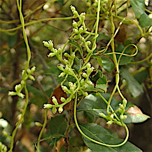 Cuscuta exaltata - Tree Dodder, Tall Dodder
