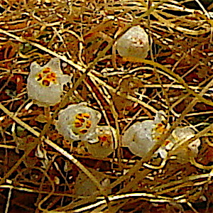 Cuscuta indecora var. indecora - Bigseed Alfalfa Dodder