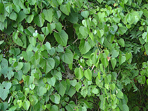 Ampelopsis cordata - Heartleaf Peppervine