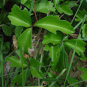 Cissus trifoliata - Cow-itch Vine