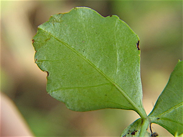 Cissus trifoliata - Cow-itch vine, leaf lower side, hairless