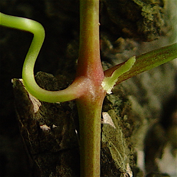 Cissus trifoliata - Cow-itch vine