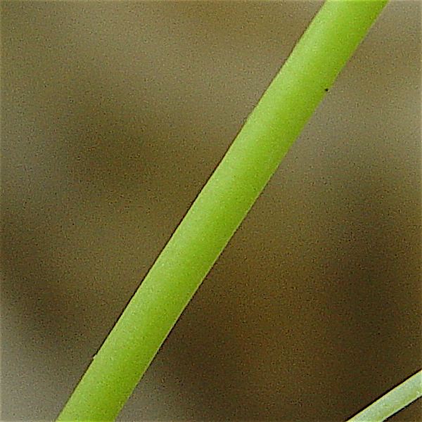 Cissus trifoliata - Cow-itch vine, hairless stem